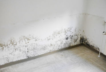 Schimmelbefall im Mietrecht