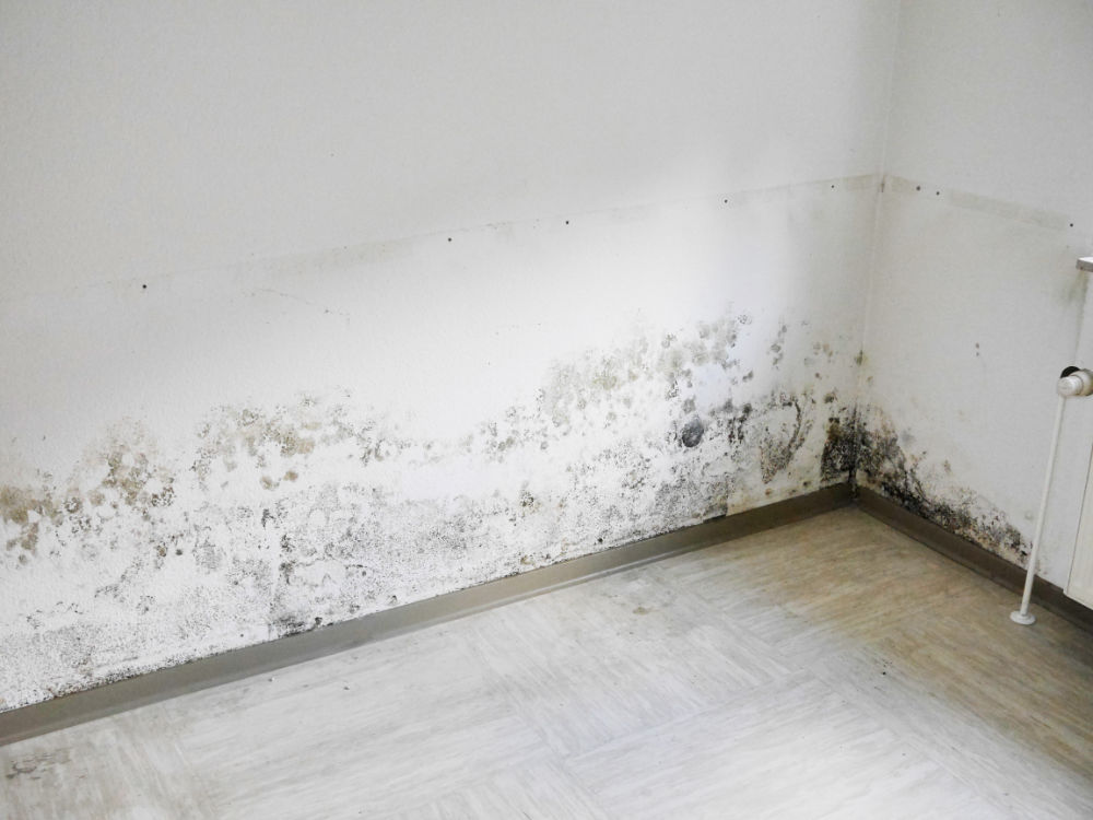 Schimmel in Mietwohnungen